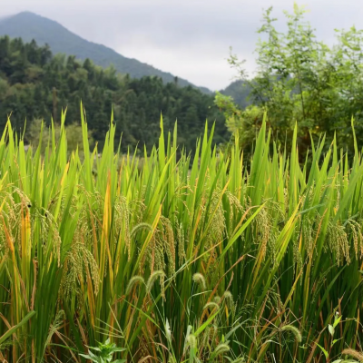 China Rice Enterprises Grain Rice Soya Food photo-5