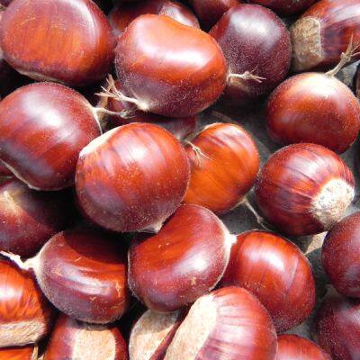 He Bei Chestnut