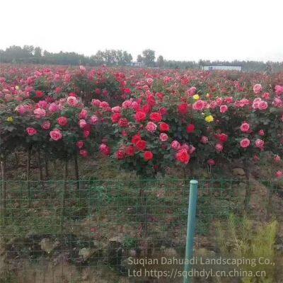 the Price of 5 - Centimeter Chinese Rose Flowers From Henan is Cheap. we Guarantee Survival and Free Shipping. photo-3