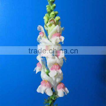 Fresh color OEM sale flower snapdragon