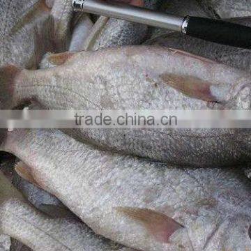 Frozen Whole Round Croaker