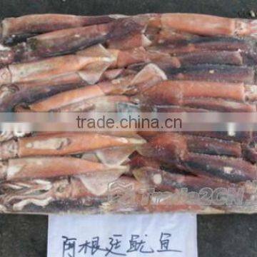 Illex Squid Tube