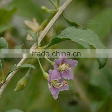 GOJI BERRIES HARVEST 2015 ORGANIC