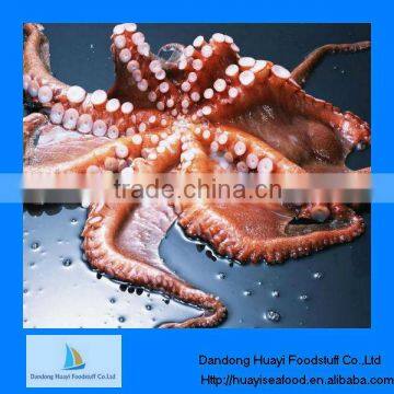 frozen whole octopus iqf