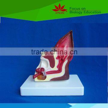 Hot Sale School Use Dog Ear Anatomy Model for Vet photo-2