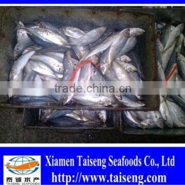 Chilled 10-12 PCS/KG Small Eyes Round Scad Mackerel