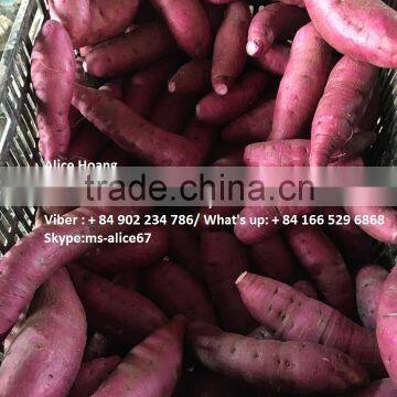 Export Fresh Sweet Potato Bulk photo-4