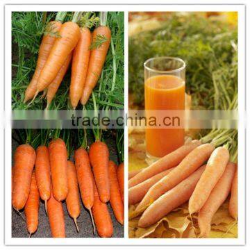 fresh carrot & red carrot & China carrot & New Crop Carrot Price