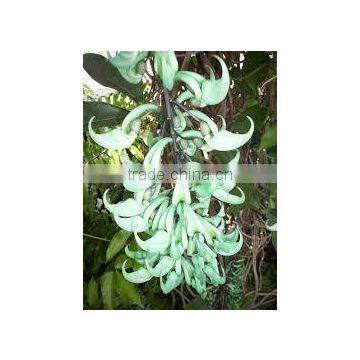 Strongylodon macrobotrys S philippines Philippines Jade Vine Jade Vine