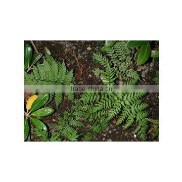 Adiantum species compacta (Compact Maiden Hair Fern)