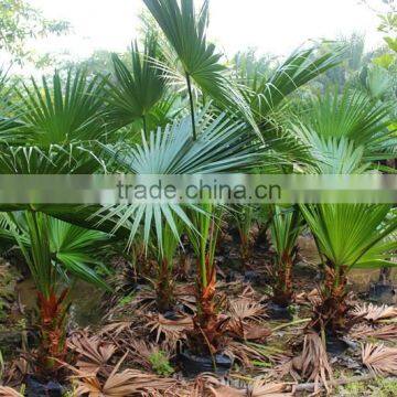 Ornamental Plant Livistona Chinensis