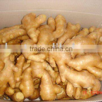 Fresh mature ginger