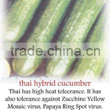 THAI Hybrid Cucumber Seeds