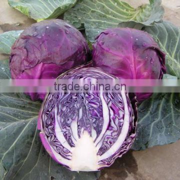 HC07 Densiao round purple F1 hybrid cabbage seeds