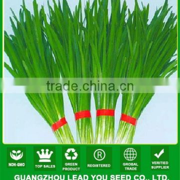 NLE01 Ecy Quality leek chive seed supplier