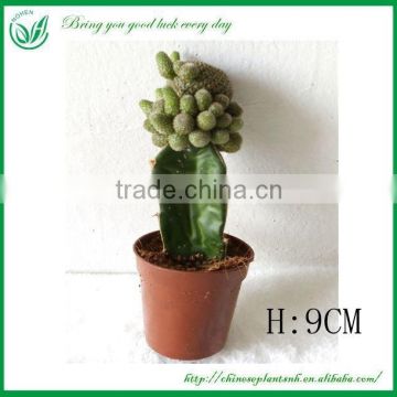 Decorative Indoor Plants Cactus Plant