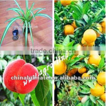 China bio Boron (BHA) humic acid manufacturer