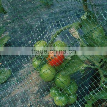 Garden bird netting gives delicious fruits this summer