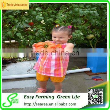 Superpro Hydroponic System for Tomato photo-2