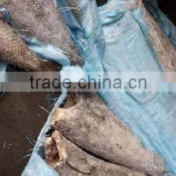 Canned Tuna Shredded Oil Fish