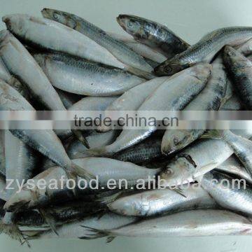 Sardinops Melanosticta Frozen Sardine Fish