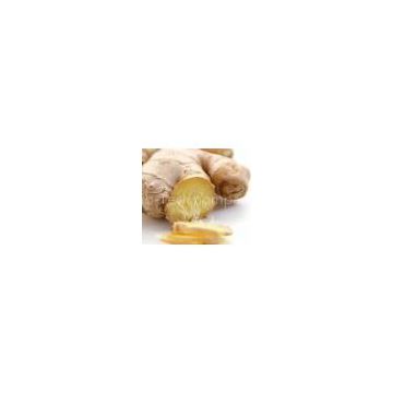 We supply Ginger Extract powder