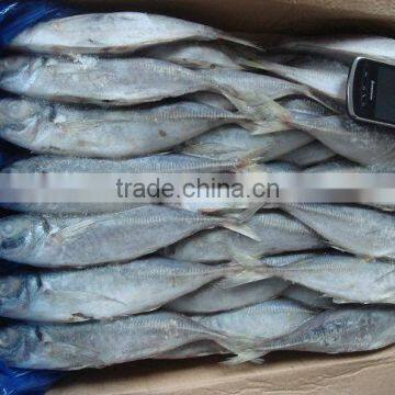 frozen Mackerel scombra scombrus