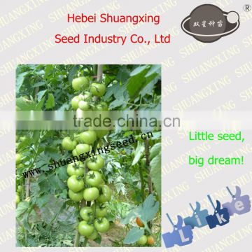 SXTS No.1426 Red high yield hybrid tomato seeds