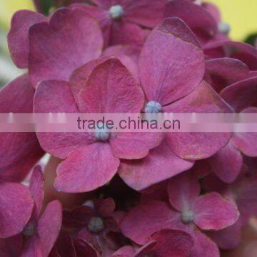 Wide Varieties Classical Flower Bouquet Hydrangea Hotel Floral Decor photo-3