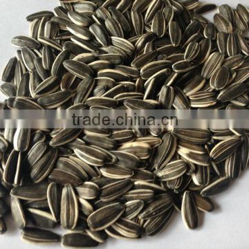 New Crop Best Quality Chinese Sunflower Seeds, Sunflower Seed Market Price