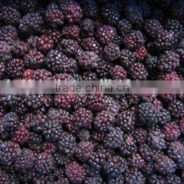 iqf frozen blackberry with good quality