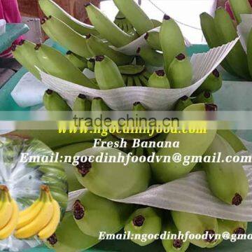 FRESH GREEN CAVENDISH BANANA FOR SALE