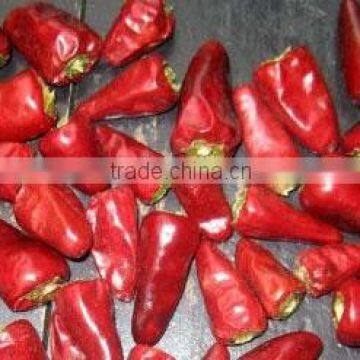 bullet chilli