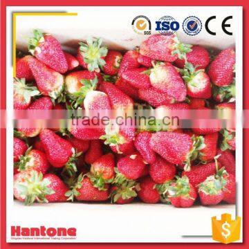 Diced Iqf Frozen Strawberry Slices