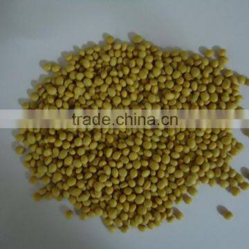 Indian Soya bean Seed