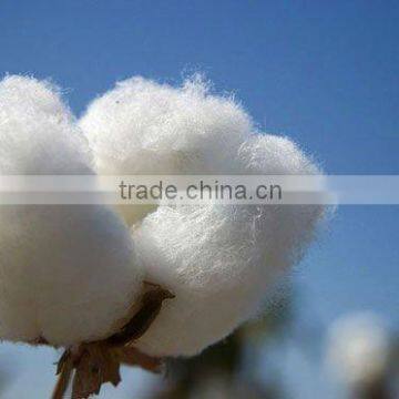 Organic Raw Cotton