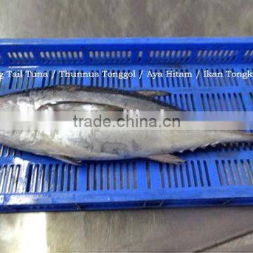 frozen fresh longtail tuna fish whole round