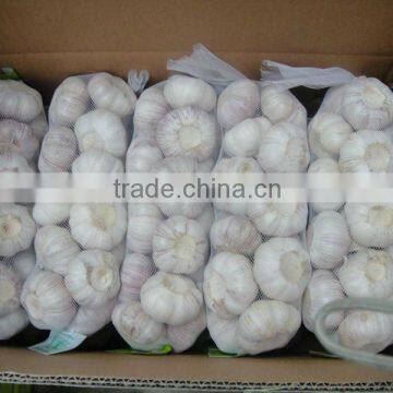 new crop fresh chinese garlic