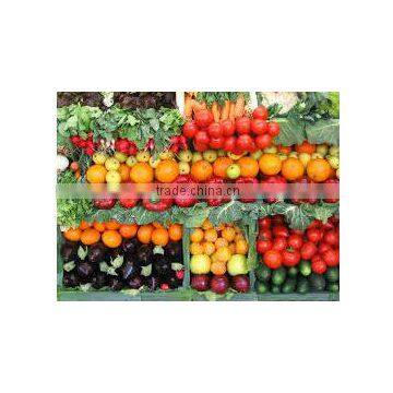 High Quality Exquisite Classic Fresh vegetables