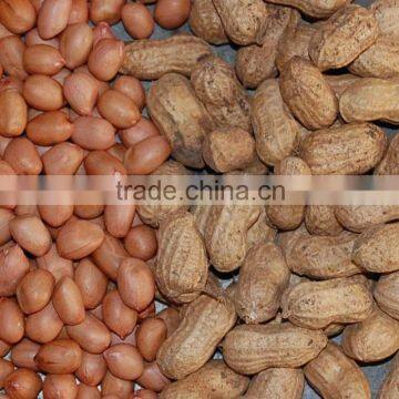 EXPORT QUALITU BEST GROUNDNUTS KERNEL