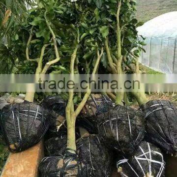 grapefruit seedling trees