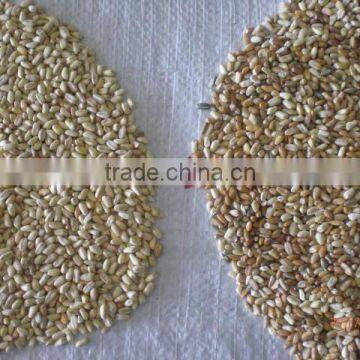 precise accuracy of wheats and seeds