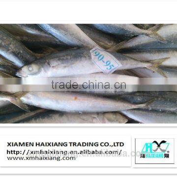 Wholesale Frozen Round Scad Mackerel fish/yellowstripe scad