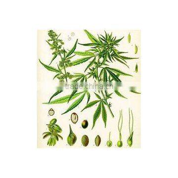 Manufacture Whlolesale High Quality Organic Hemp Seed Oil Beauty Skin photo-3