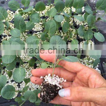 Sygenta Broccoli Seeds photo-3