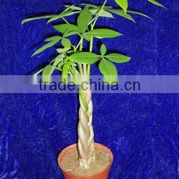 Indoor Potted 5- braids Pachira Aquitica money tree bonsai