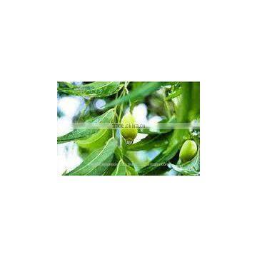 Natural Neem Oil for Organic Pesticide