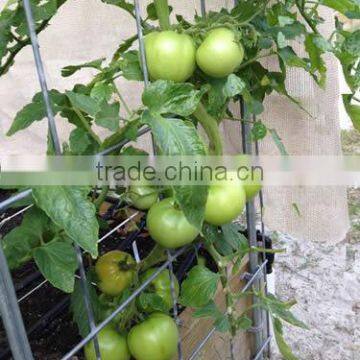 Galvanized and Power-Coating Concrete Welded Mesh Tomato Cages