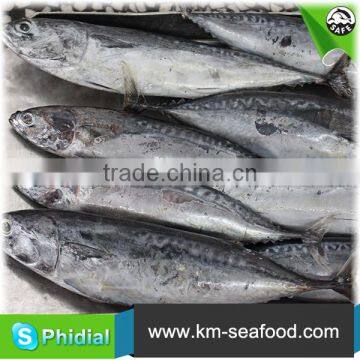 Carton or Woven Bag Packed 18 Months Shelf Life New Frozen Bonito photo-5