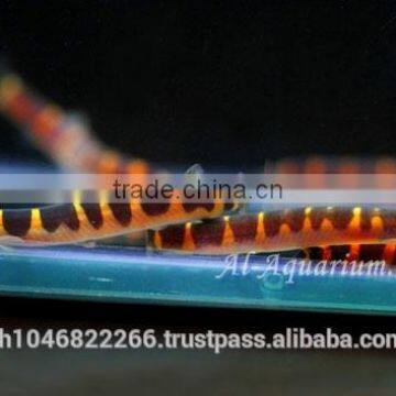 Giant Coolie Loach Fish / Aquarium Fish Farm photo-2